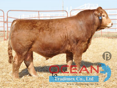 Tên đực giống: WZRK DOUBLEWIDE 8055Y